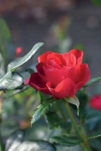 Blühwunder für Rosen-Neulinge