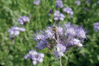 Mit wenig Aufwand: Kleine Paradiese für Bienen, Insekten & Co.