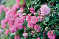 Pflanzen-Power für die Königin des Gartens: Gesunde und kräftige Rosen