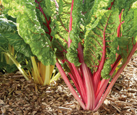 PowerSaat: Gesundes Gemüse einfach selber ziehen