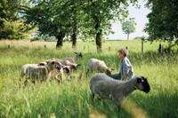 Nachhaltig düngen mit Schafwolle